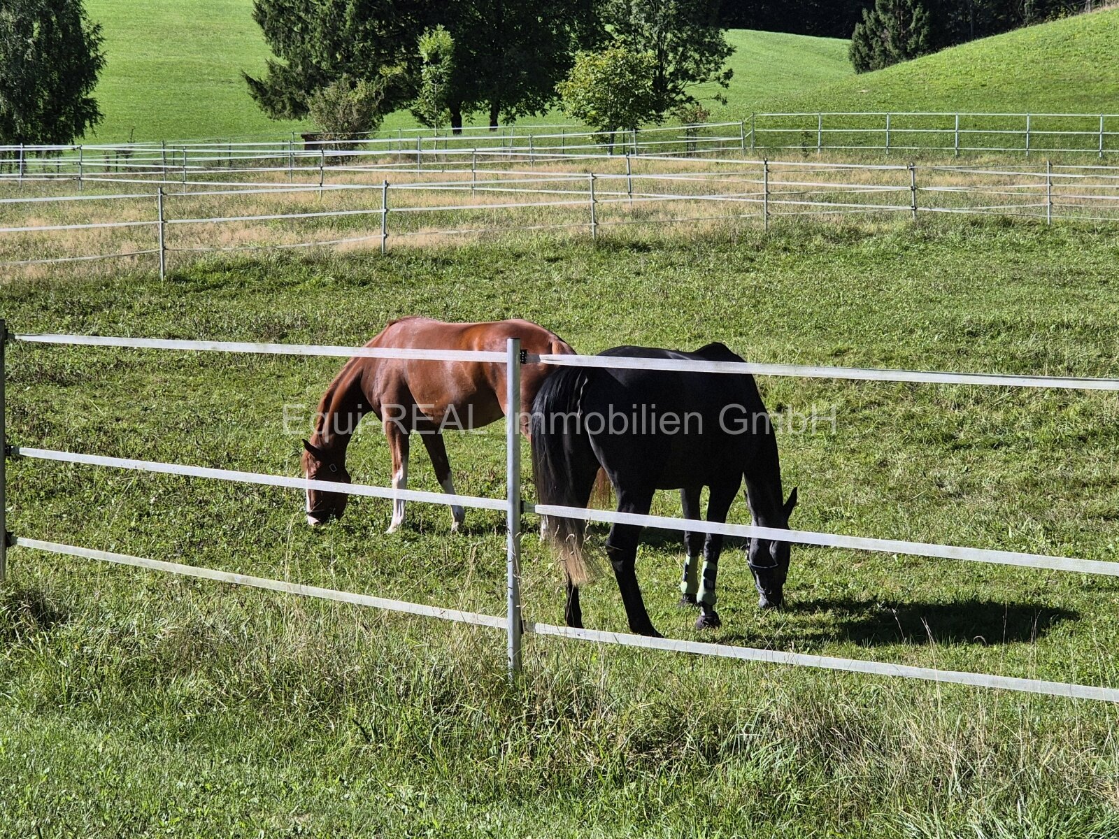 Zweibrücken: Reitanlage mit 18ha Eigengrund bei Zweibrücken 