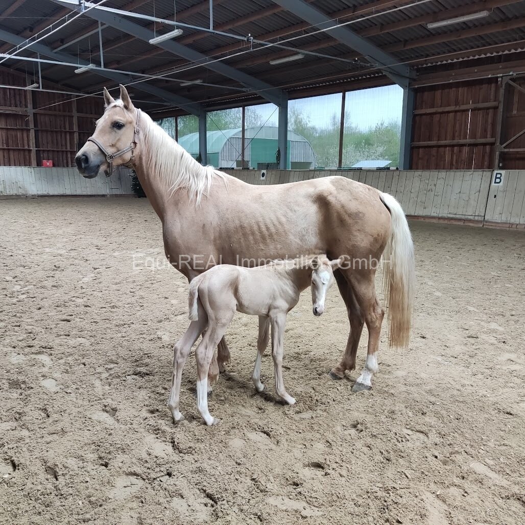 Reitanlage mit 18ha Eigengrund bei Zweibrücken